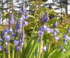 Hyacinthoides Hispanica Blue