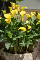 Zantedeschia Yellow