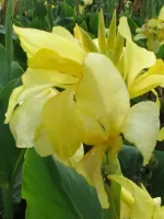 Canna Giant Eureka