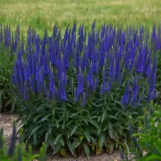 Veronica Wizard of Ahhs PP31044