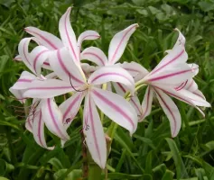 Crinum x Digweedii Milk and Wine Lily
