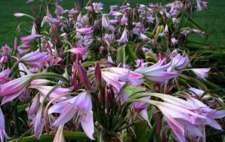 Crinum x Powellii