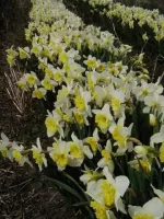 Daffodil Ice Follies - Bulk Landscaping