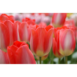 Tulip, Darwin Hybrid