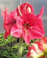 Amaryllis Jumbo Potted Kit - Brazza