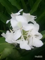 Hedychium Coronarium