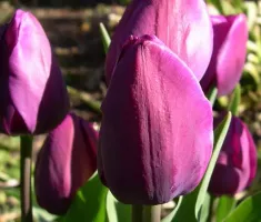 Tulip Triumph Negrita