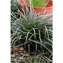 Liriope (Lilyturf)