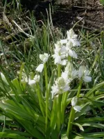 Hyacinthoides Hispanica White