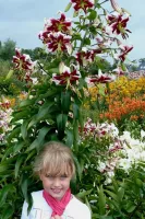 Lily Orienpet Beverly Dreams