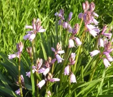 Hyacinthoides Hispanica Pink