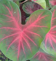 Caladium Fancy Leaf Poecile Anglais