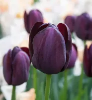 Tulip Single Late Queen of Night