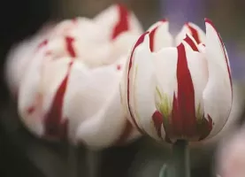 Tulip Double Carnaval de Nice