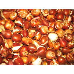 Tulip - Bulk Landscaping Specials