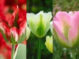 Tulip Viridiflora Collection (60 bulbs)