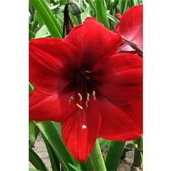 Amaryllis (Garden Amaryllis)