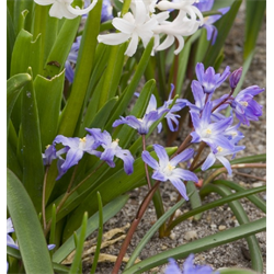 Chionodoxa (Glory of the Snow)