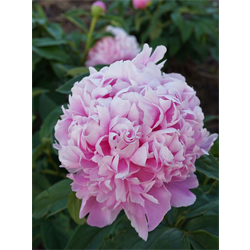 Peony
