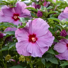Hibiscus Lilac Crush PP35181