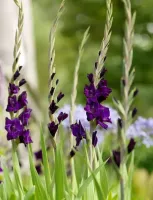 Gladiolus Purple