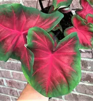 Caladium Fancy Leaf Freida Hemple