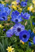 Anemone Coronaria Blue Poppy