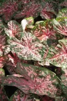Caladium Fancy Leaf Florida Elise