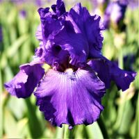 Bearded Iris Reblooming - His Royal Highness (Purple)