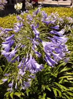 Agapanthus Blue Donau