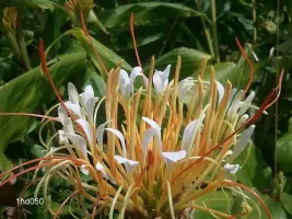 Hedychium Ellipticum