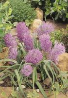 Muscari Cumosum Plumosum