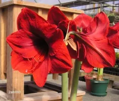 Amaryllis Red Lion