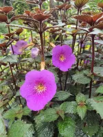 Achimenes Tetra Himalayan Purple