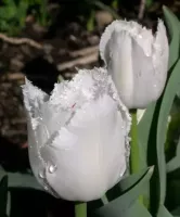 Tulip Fringed Swan Wings