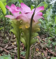 Curcuma zeodaria Pink Wonder