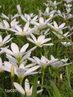 Zephyranthes Candida