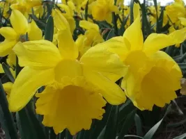 Daffodil Trumpet Counsellor