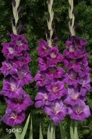 Gladiolus Purple - Bulk Landscaping