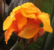Canna Giant Wyoming