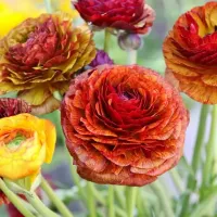 Ranunculus Café