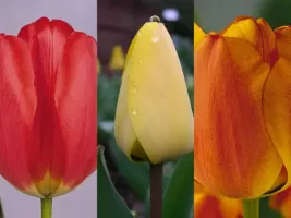 Tulip Darwin Hybrid Collection (60 bulbs)