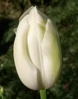 Tulip Single Late Maureen