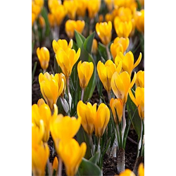Crocus