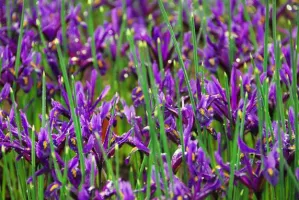 Dwarf Iris Reticulata - J S Dijt