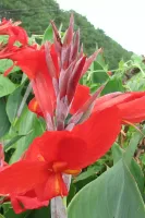 Canna Giant Red - Bulk Landscaping