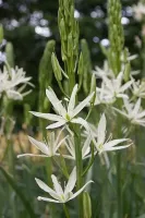 Camassia Leichtlinii - Alba