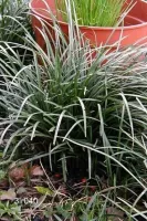Liriope Spicata