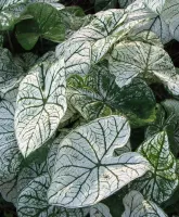 Caladium Fancy Leaf Candidum