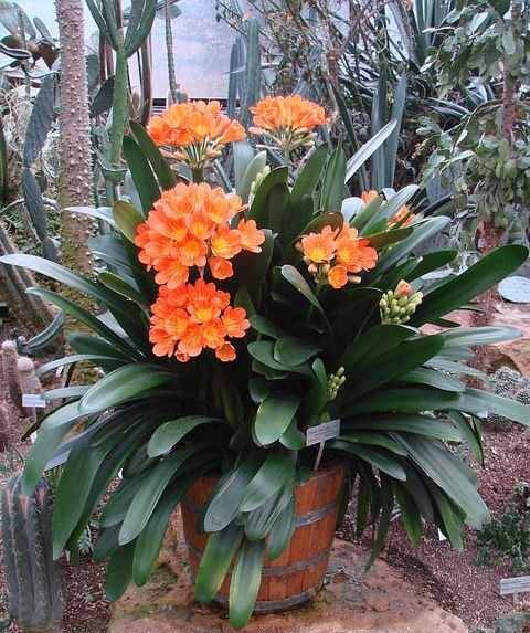 Clivia Miniata Shipping Spring 2026 - Terra Ceia Farms